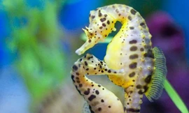 Ảnh minh họa: Internet