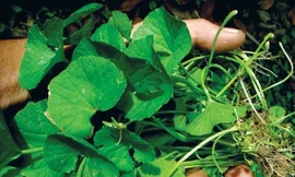 Ảnh minh hoạ: Internet