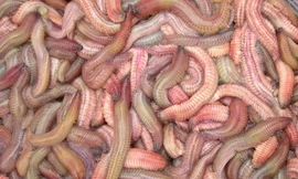 Ảnh minh họa: Internet