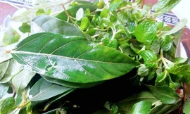 Ảnh minh hoạ: Internet