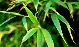 Ảnh minh hoạ: Internet