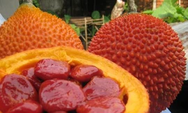 Ảnh minh hoạ: Internet