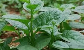 Ảnh minh hoạ: Internet