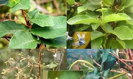 Ảnh minh họa: Internet