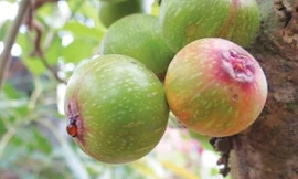 Ảnh minh hoạ: Internet