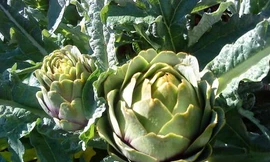 Ảnh minh hoạ: Internet