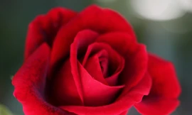 Ảnh minh hoạ: Internet