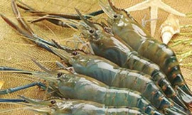 Ảnh minh hoạ: Internet