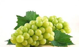 Ảnh minh hoạ: Internet