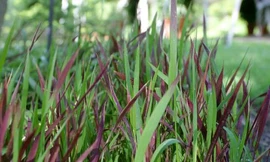 Ảnh minh hoạ: Internet