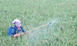 Ảnh minh họa: Internet