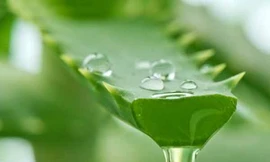 Ảnh minh hoạ: Internet