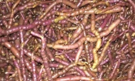 Ảnh minh hoạ: Internet