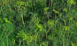 Ảnh minh hoạ: Internet