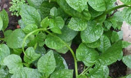 Ảnh minh hoạ: Internet