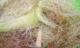 Ảnh minh hoạ: Internet