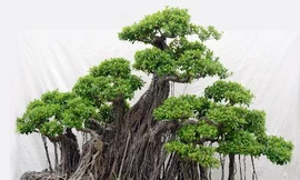 Ảnh minh hoạ: Internet