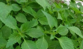 Ảnh minh hoạ: Internet