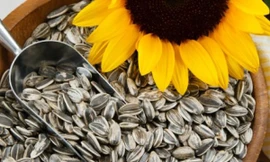 Ảnh minh hoạ: Internet