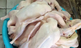 Ảnh minh hoạ: Internet