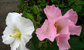 Ảnh minh hoạ: Internet