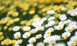 Ảnh minh hoạ: Internet