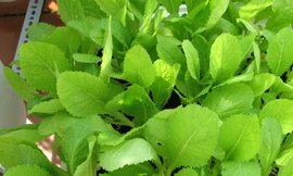 Ảnh minh hoạ: Internet