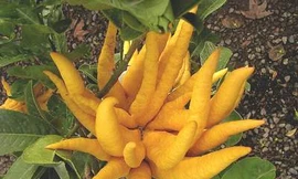 Ảnh minh hoạ: Internet