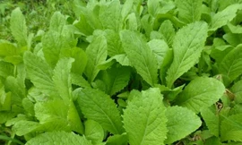 Ảnh minh họa: Internet