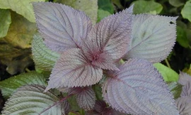 Ảnh minh họa: Internet