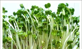 Ảnh minh hoạ: Internet