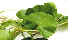 Ảnh minh hoạ: Internet