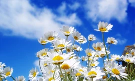 Ảnh minh hoạ: Internet