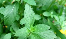 Ảnh minh hoạ: Internet