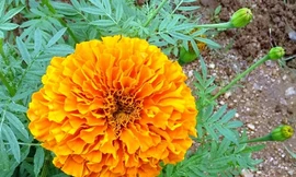 Ảnh minh hoạ: Internet