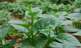 Ảnh minh hoạ: Internet