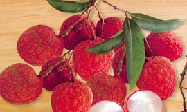 Ảnh minh hoạ: Internet