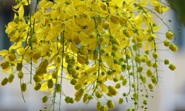 Xao xuyến sắc hoa muồng hoàng yến ở Hà Nội