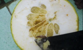 Sâu lạ tấn công bưởi năm roi