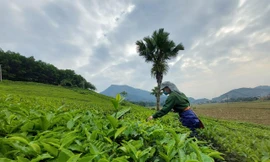 Mê mẩn những đồi chè xanh mướt ở Phú Thọ