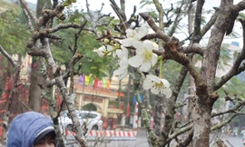 Ngắm hoa lê tiền triệu xuống Thủ đô sau Tết