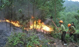 Vụ cháy gây thiệt hại 8,87ha rừng và cây vải thiều. Ảnh: Báo Bắc Giang