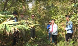 Sống khỏe nhờ vừa bảo vệ rừng, vừa chăn nuôi dưới tán rừng