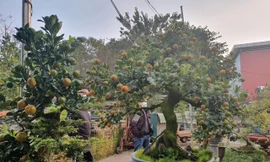 Ngắm quất cảnh độc lạ, thân bằng bắp đùi, giá hơn trăm triệu mỗi cây