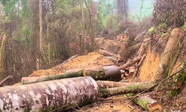 Để xảy ra vụ phá 2,8 ha rừng tự nhiên, lãnh đạo tỉnh Bắc Kạn nói gì?