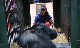 Netizen vui mừng khi 4 chú gấu cuối cùng ở Rạp xiếc Trung ương được giải cứu