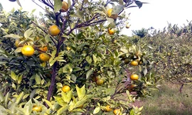 Đồng loạt chặt bỏ Cam Canh vì chín bất thường