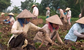 Người Trung Quốc thuê đất Việt Nam trồng... khoai lang