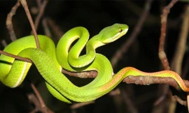 Ảnh minh họa: Internet