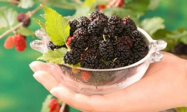 Ảnh minh họa: Internet